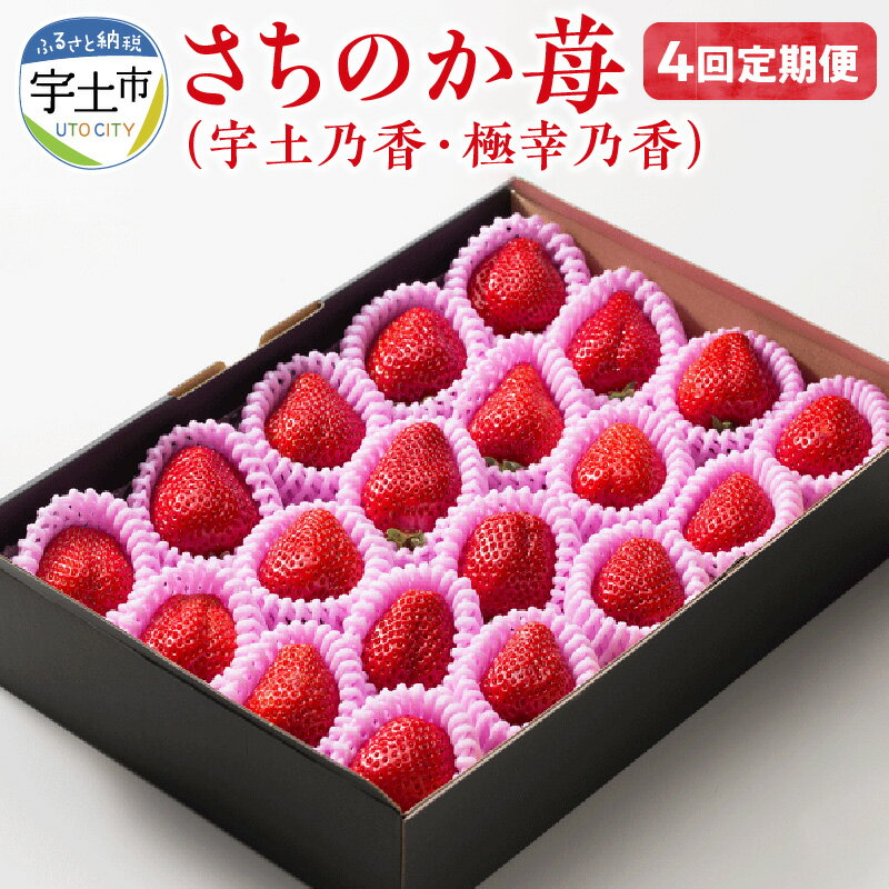 【ふるさと納税】苺 ブランド苺 高級いちご さちのか苺 定期便 4回 熊本県宇土産 スイーツ ストロベリー 冷蔵 誕生日 人気 お取り寄せ おすそ分け 手土産 お土産 熨斗対応可 園村苺園 ギフト 贈り物 送料無料 【熊本県宇土市】