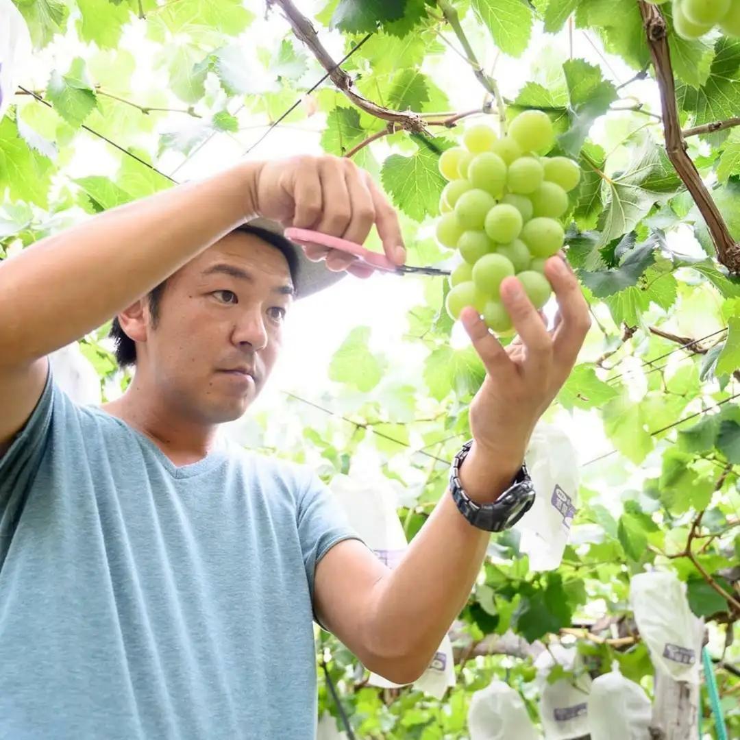 【2026年9月上旬発送開始】 茨城県産 「 シャインマスカット ３房 」 と「旬の 梨 」 詰め合わせ 約 5kg【茨城県共通返礼品／常陸太田市】 桧山果樹園 農家直送 桧山果樹園 農家直送 フルー