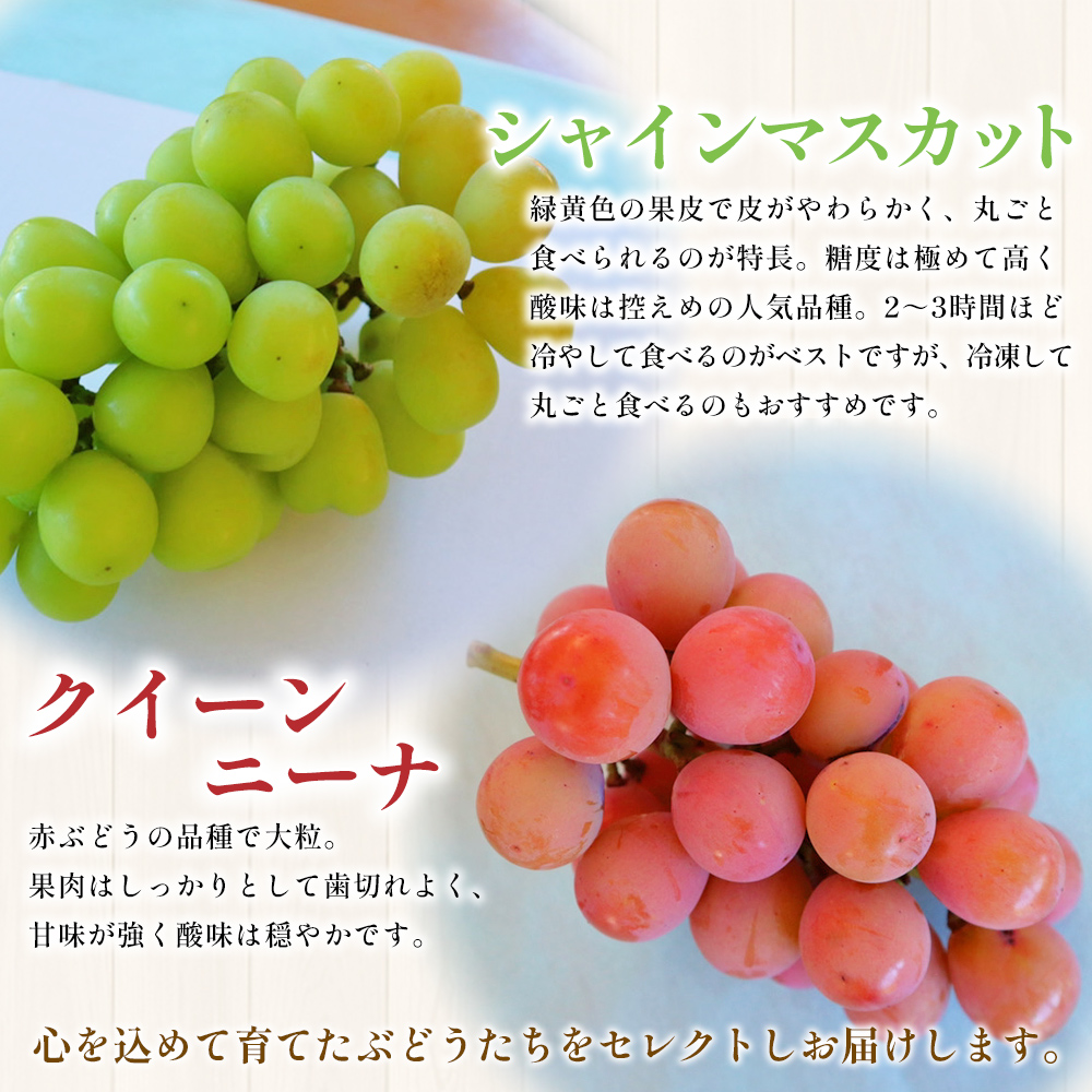 ＜西予の美味しいぶどうセレクトセット／2色のつぶつぶぶどう500g×2p＞ 果物 くだもの フルーツ 葡萄 ブドウ セット 食べ比べ 野菜ソムリエ 食べて応援 特産品 産地直送 西予ぶどう倶楽部 愛媛