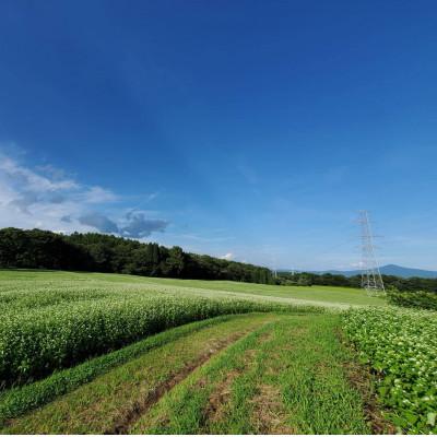 ふるさと納税 滝沢市 非加熱はちみつ　そば60g×4本 |  | 02