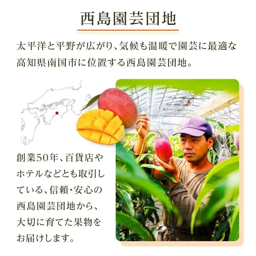 【先行予約 2027年発送】家庭用マンゴー 1.2g | アップルマンゴー