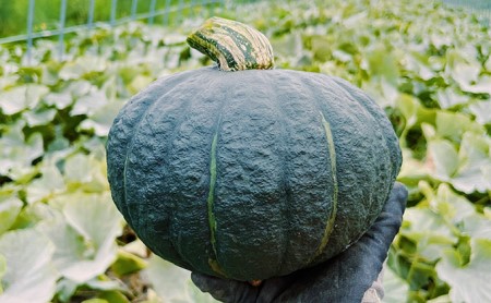 かぼちゃ 富良野産 くりゆたか カボチャ 山本農園 かぼちゃ【10kg】
