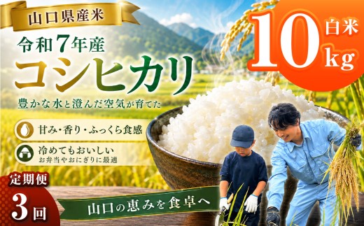 【 定期便 】 令和7年産 山口県産米 コシヒカリ 10kg 3回 ｜ 令和7年産 こしひかり 山口県産米 こめ お米 コメ 白米 精米 ごはん ご飯 瀬戸内 山口県 平生町 10kg
