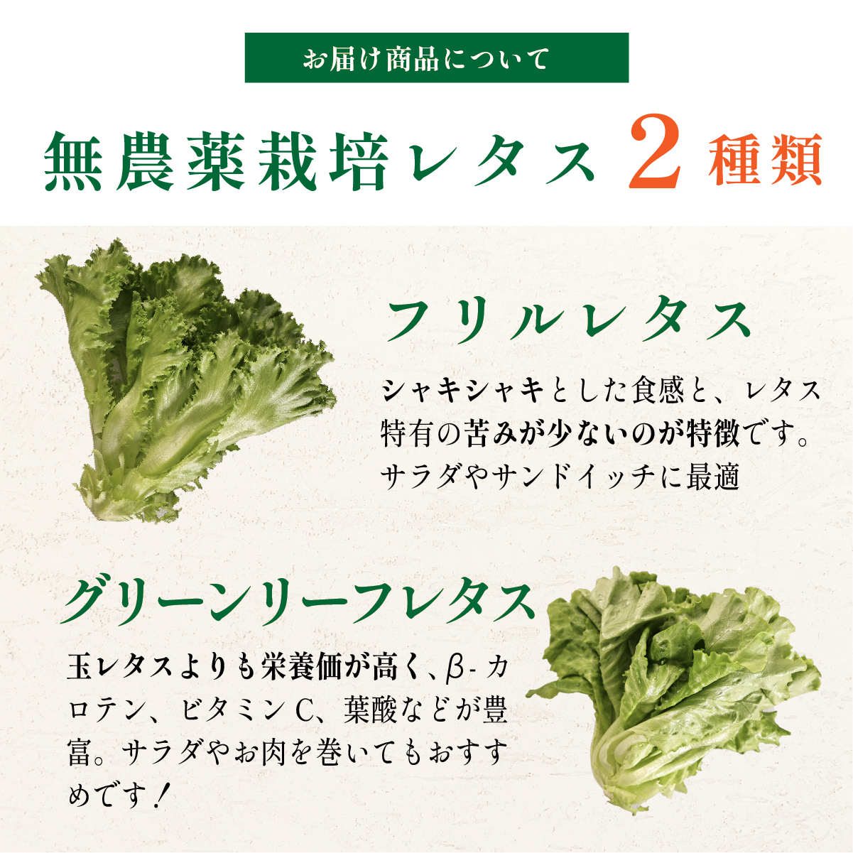【 定期便 】 無農薬 朝採り フリルレタス グリーンリーフレタス 2種類  1.3kg　3回 苗作りからこだわった 無農薬レタス ２種類 朝採り新鮮レタス
