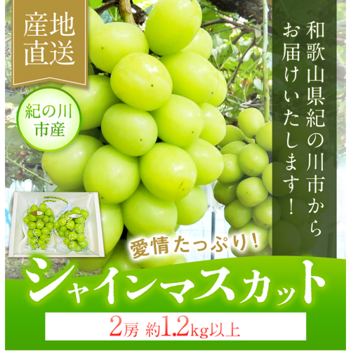 大粒シャインマスカット約1.2kg(600g程度×2) ｍ＆ｎ果実園 《8月末-10月上旬頃より出荷予定》 和歌山県 紀の川市