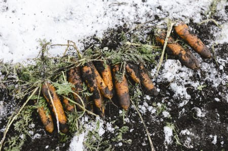 雪まち野菜セット（キャベツ、ニンジン、ほうれん草、くらかけ豆）季節・数量限定