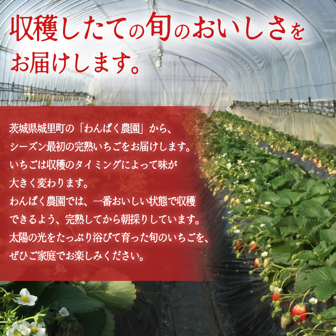 【2027年1月発送】 とちおとめ 約1120g （280g × 4パック）(BT002)