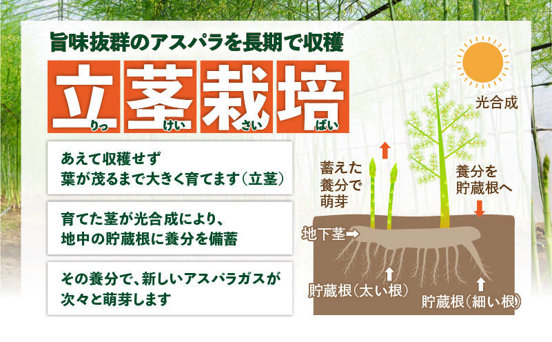 ロマンス農園 ろまんスティック 2Lサイズ 2kg　T049-006