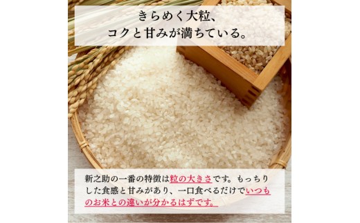 令和8年産 新潟県上越産 特別栽培米 新之助 定期便 5kg×3回 計15kg 【玄米】 従来品種 こしひかり 新米 おおた農場 上越市