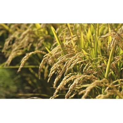 ふるさと納税 岩見沢市 令和6年産【無洗米】5つ星お米マイスターの契約栽培米 ゆめぴりか 25kg |  | 03