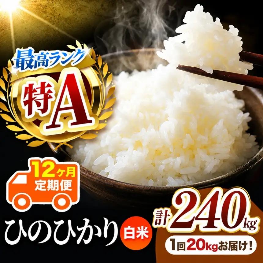 【 定期便 12回 】 R7年産 熊本県産 白米 ひのひかり 20kg