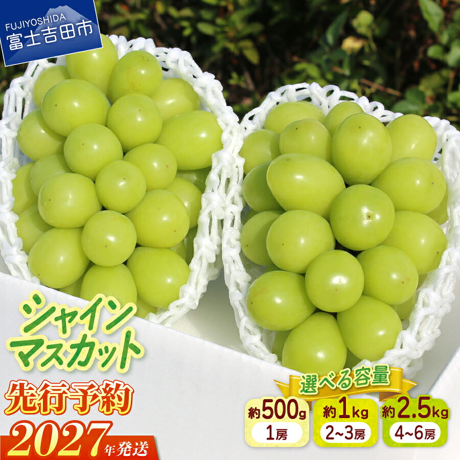 【ふるさと納税】 シャインマスカット 【 2027年発送 先行予約 】 選べる容量 500g 約1kg 約2.5kg 山梨県産 フルーツ 果物 くだもの シャイン マスカット 1房 2～3房 4～6房 種なし ブドウ 旬のフルーツ ギフト やまふる 冷蔵発送 山梨 富士吉田市
