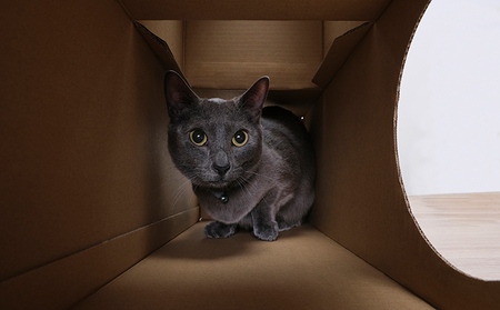 ねこねこトンネル フルセット P-NTF アイリスオーヤマ キャットウォーク 猫 猫用品 ねこ ペット ペット用品 爪とぎ 爪研ぎ おもちゃ ネコ キャットハウス キャットトンネル 遊び場 遊び道具 
