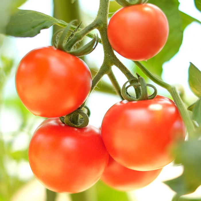 【岩手県産】 採れたてミニトマト サマー千果 約1kg ／ 【十一代目藤助】 とまと ミニ トマト 新鮮 夏野菜 プチトマト 旬 期間限定 季節限定 野菜 お野菜 八幡平市産 産地直送 農家直送 国産