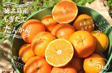 《今が旬！》島の農家さん直送便！徳之島産もぎたてたんかん（5キロ） ( タンカン フルーツ みかん 果物 柑橘 甘い 徳之島 奄美 鹿児島 もぎたて フレッシュ 世界自然遺産 フルーツアイランド 先行予約 )