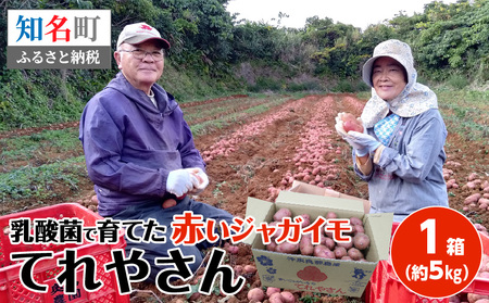 【 2026年2月お届け 】 人気 の 赤い ジャガイモ てれやさん 乳酸菌育ち ！！ C036-001-02 じゃがいも 野菜