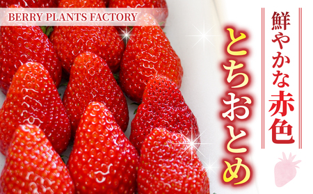 【BERRY PLANTS FACTORY】東御市産とちおとめ１kg以上　苺イチゴとちおとめ苺イチゴとちおとめ苺イチゴとちおとめ苺イチゴとちおとめ苺イチゴとちおとめ