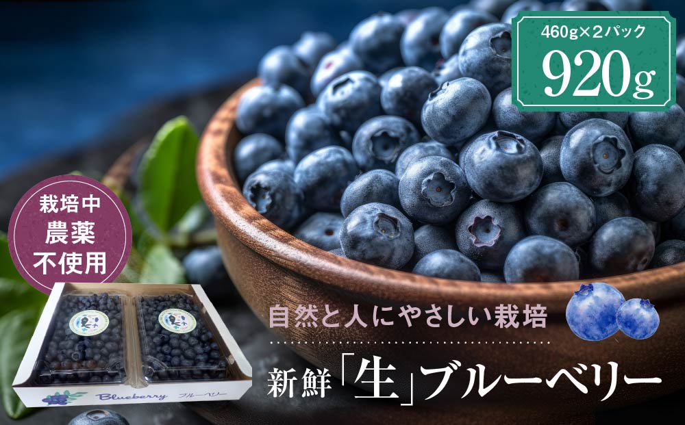 【先行受付】治助ファームの北部ハイブッシュブルーベリー「生果実」460g×2パック（栽培中農薬不使用）| ブルーベリー 果物 果実 完熟 フルーツ 飛騨高山 治助ファーム LJ002