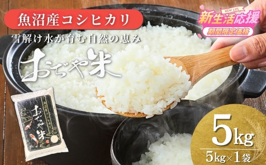 【コシヒカリ】令和7年産 新潟県 魚沼産コシヒカリ「おぢや米」 5kg JA魚沼 | 新潟産コシヒカリ 特A評価 魚沼産 新潟県産コシヒカリ 新潟県産こしひかり 魚沼コシヒカリ お米 米 こしひかり 白米 精米 ブランド米 特A評価地区【0002-JA02-04】