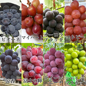 農家こだわりのシャインマスカット＆お任せ２品種  ３房合計約1.5ｋg ｜ シャインマスカット ぶどう ぶどう