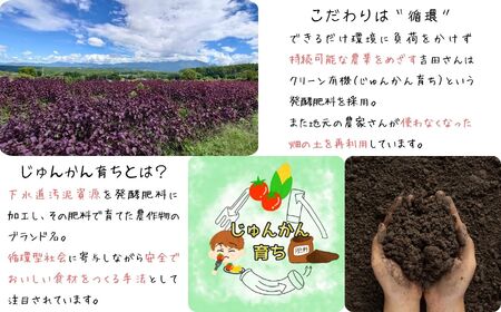 【先行予約】【2026年9月から順次発送】 濃縮 赤紫蘇シロップ ６倍希釈 500ml×４本 | 紫蘇シロップ 馨工房 