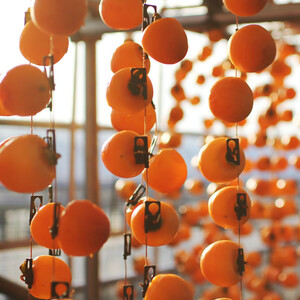 長野県産 南信州に伝わる伝統の味 市田柿 170g×3袋 ＜2026年1月上旬～2月下旬発送＞ | 果物 くだもの フルーツ 柿 かき 市田柿 干し柿 長野県 信州 南信州 飯田市