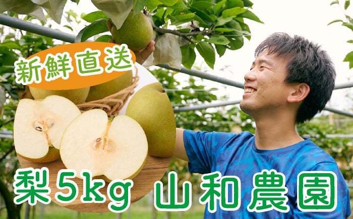 
            山和農園 梨 甘太(かんた)5kg
          