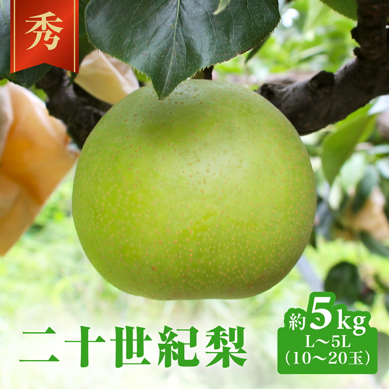 【ふるさと納税】二十世紀梨 秀5kg前後 L-5L(10-20玉前後) 梨 なし フルーツ 鳥取 高間商店 日野町