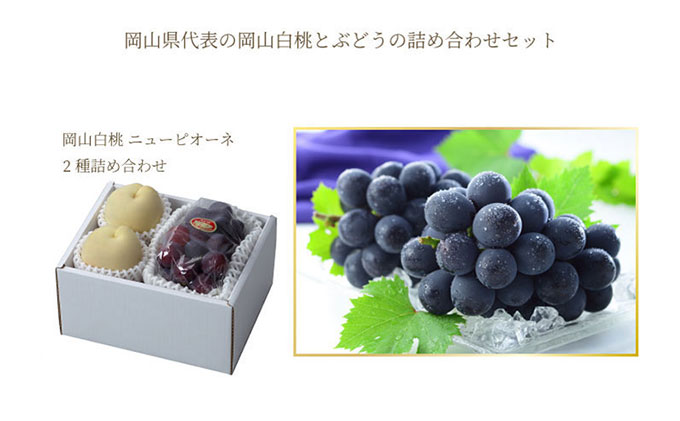 岡山白桃 ロイヤル 2玉×約300g（3Lサイズ、早生種・中生種）ニューピオーネ 1房約600g 詰合せ 岡山県産 果物類 ぶどう ブドウ 種なし もも モモ フルーツ デザート 食後 おやつ 産地直