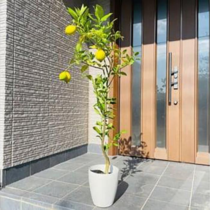 【ふるさと納税】＜2026年5月中旬頃発送＞レモンの木 果樹苗7号鉢カバーリスボンレモン自宅で収穫(ガーデニング用)