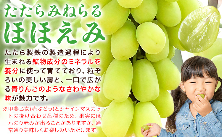 【先行予約】たたらみねらる ほほえみ 1房(約650g) Ｙ＆Ｇ．ディストリビューター株式会社《2026年8月中旬-10月上旬頃出荷》岡山県 笠岡市 果物 フルーツ ブドウ お取り寄せフルーツ シャイ