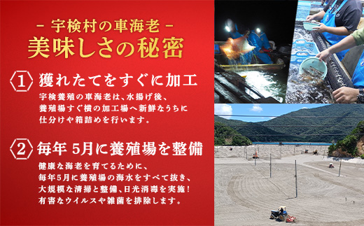 冷凍車えび400g 贈答箱入り 活〆車海老 車えび エビ 魚介 海鮮 奄美大島 宇検村 鹿児島