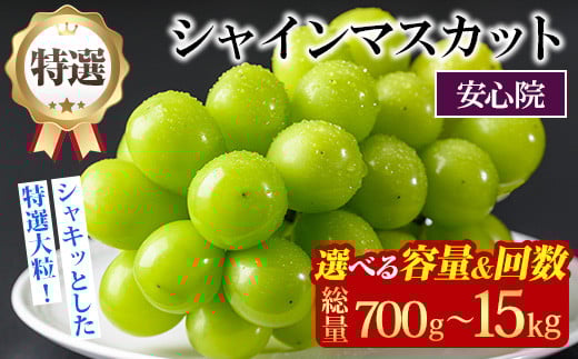 
            ＜選べる容量・配送回数＞＜先行予約受付中！2025年8月下旬より順次発送予定＞ 特選 シャインマスカット (約700g/5kg×1回・3回) ぶどう 葡萄 フルーツ 定期便 ＜北海道 沖縄 離島配送不可＞【106300201・106300700・206300200・206300400】【大分県農業協同組合 北部エリア】
          