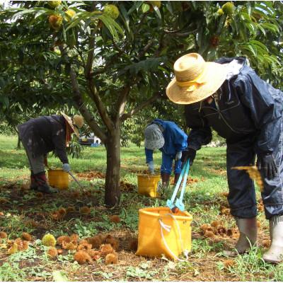 ふるさと納税 飯田市 【厳選した長野県産の栗を贅沢に使用!】　栗きんとん　8個 |  | 03