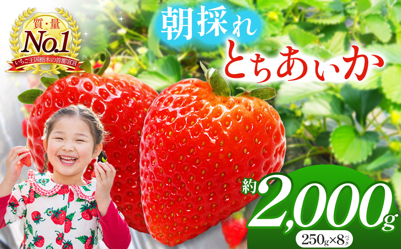 
                  【2026/27年先行予約】朝採れのいちご とちあいか 2000g  朝摘み いちご 苺 イチゴ ストロベリー 大きい 美味しい 果汁 甘い あまい 真岡市 栃木県 送料無料
                