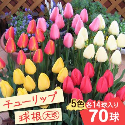 ふるさと納税 五泉市 【2025年10月より順次発送】五泉市　チューリップ球根(大球)5色各14球入り70球