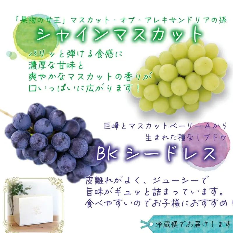 ぶどう シャインマスカット&BKシードレスぶどう1kg(2房)  【hana047-02】