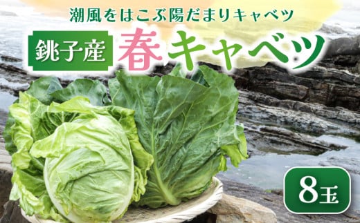 【先行予約】 春キャベツ 8玉  数量限定 期間限定 旬の野菜 旬の味覚 春の風物詩 甘い キャベツ 生食 千切り 生野菜 サラダ コールスロー 野菜炒め 回鍋肉 ロールキャベツ 焼きそば お好み焼き ポトフ 漬物 炒め物 煮物 栄養 バランス 贈答 プレゼント 贈り物 ギフト 贈答 グルメ 発送時期 2026年4月～(なくなり次第終了)  ふるさと納税 送料無料 千葉県 銚子市 小野商店