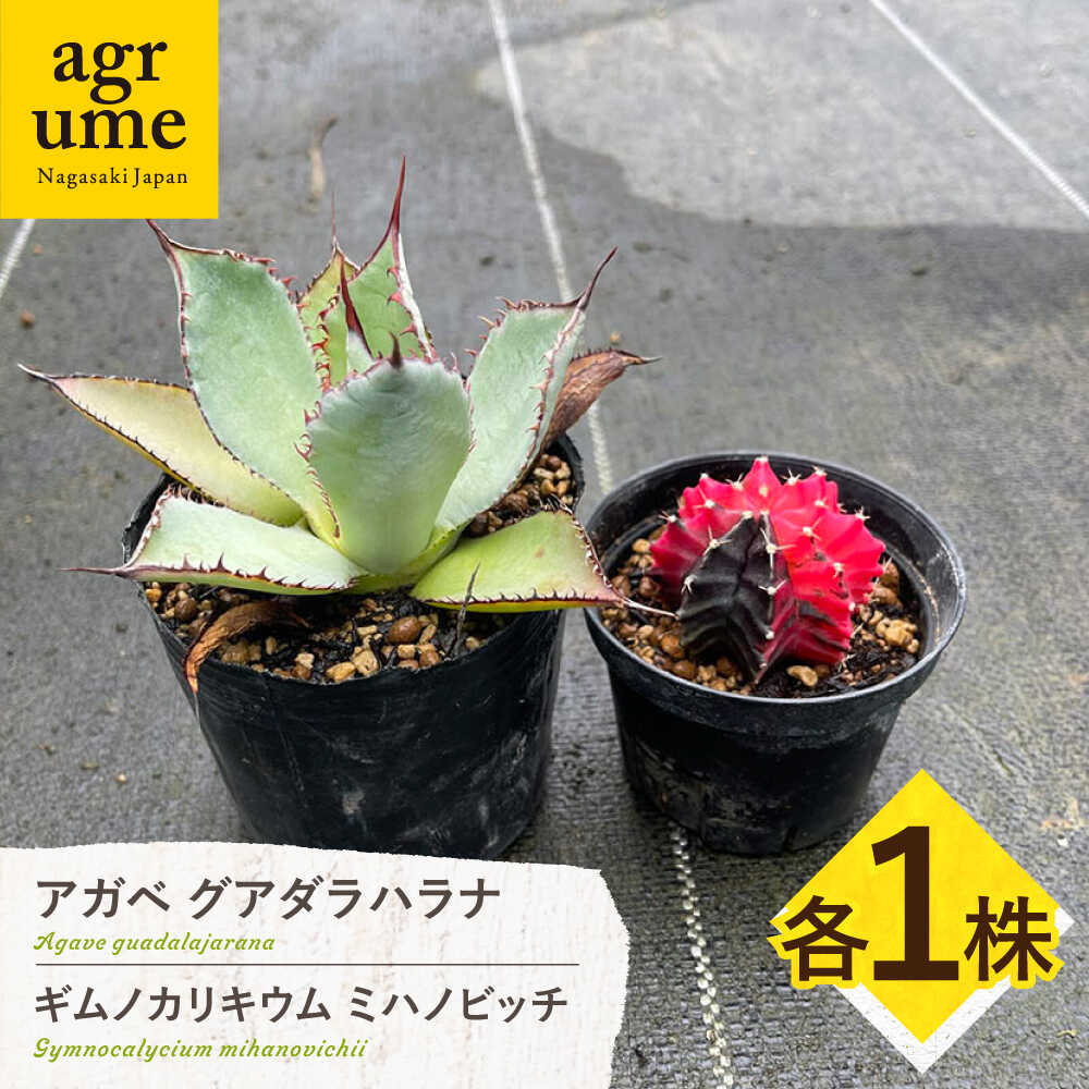 【ふるさと納税】ギムノカリキウム ミハノビッチ ＆ アガベ グアダラハラナ 各1株 Gymnocalycium mihanovichii ＆Agave guadalajarana 長与町/アグリューム[EAI242]