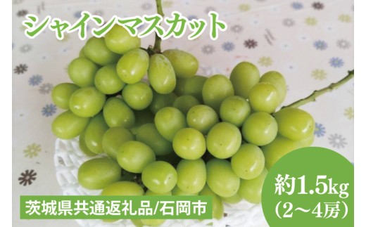 【2026年9月下旬～10月中旬発送】シャインマスカット約1.5kg（２～４房）【茨城県共通返礼品/石岡市】【ぶどう 葡萄 マスカット フルーツ 果物 くだもの 水戸市 茨城県】（MF-6）