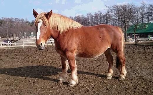 園内では、馬の餌やりや馬の様子を見学することも出来ます。