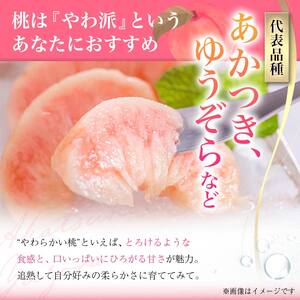 《先行予約 2025年度発送》【山形県産】白桃5kg(大玉13～20玉) もも モモ 桃 デザート フルーツ 果物 くだもの 果実 食品 山形県 FSY-0387