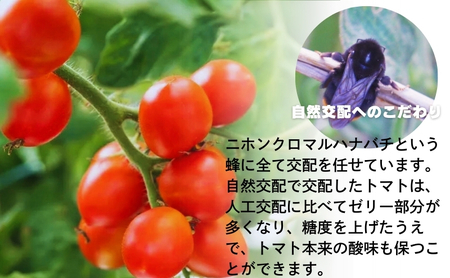 モリヒロ園芸が育てたじょんならんトマト（ご自宅用ボックス） 野菜 ミニトマト サラダ 糖度高め 甘味 酸味 リコピン 
