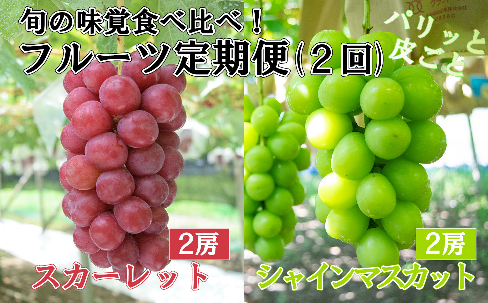 
            【やまなしのフルーツ定期便】シャインマスカット(緑)（２房・約１．４ｋｇ）＆スカーレット(赤)（２房・約１．５ｋｇ）食べ比べ定期便（２回発送）　ぶどう ブドウ 葡萄 食べ比べ 定期便 マスカット シャイン 赤ぶどう フルーツ 果物 くだもの 山梨 やまなし
          