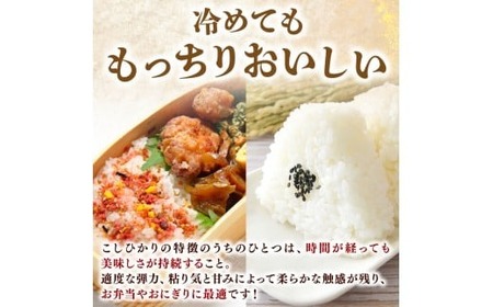 【令和8年産】 米 定期便 5kg×6回 コシヒカリ 米 AG014