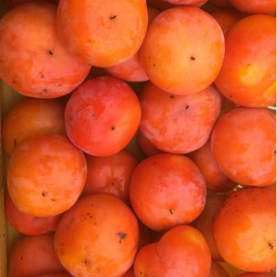ふるさと納税 五條市 【訳あり】 家庭用　富有柿　約7kg(約22〜32個)