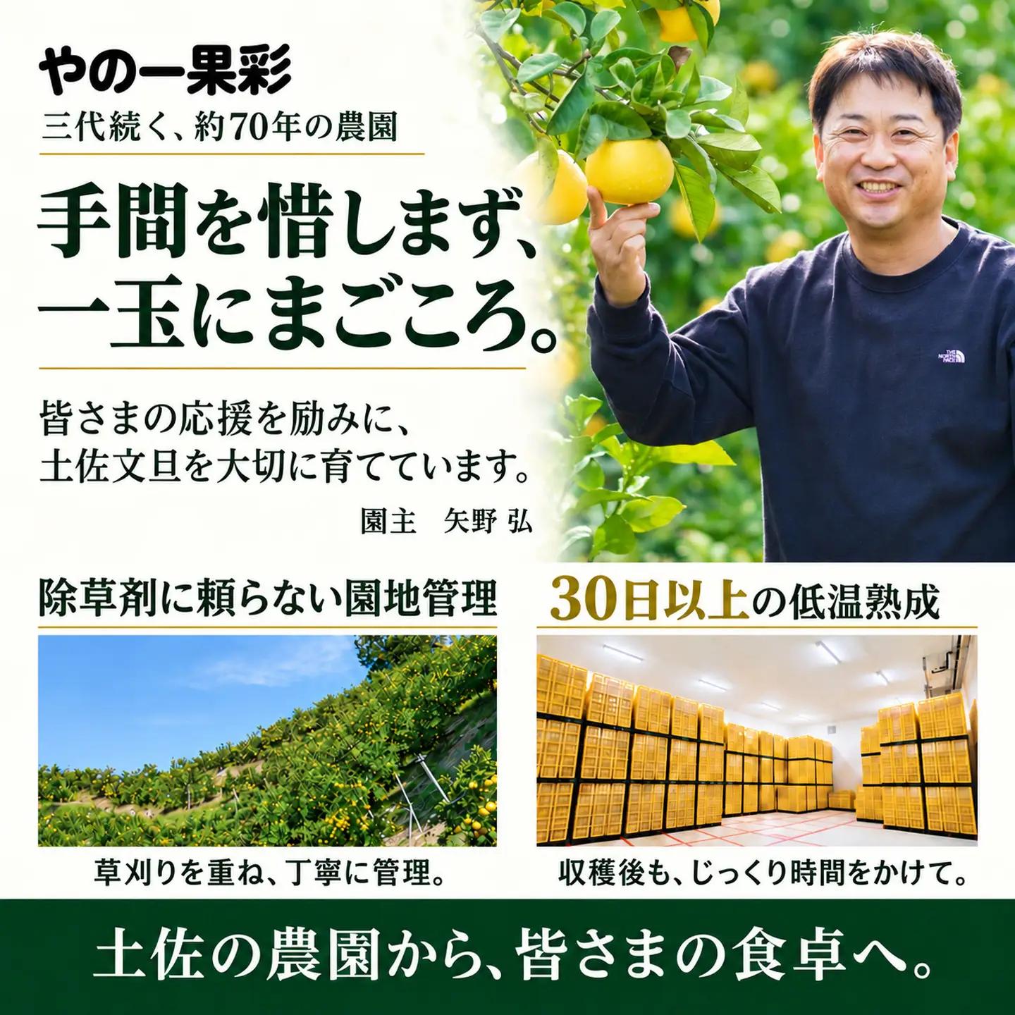 土佐文旦 訳あり 5kg 家庭用 サイズおまかせ M-4L 先行予約 文旦 [BQAC023]