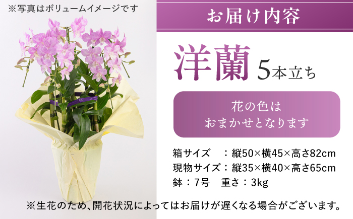 【 30セット 限定 】 デンファレ （ 洋蘭 ） 5本 立ち糸島市 / 和饗エコファーム株式会社 蘭 洋蘭 デンファレ 花 インテリア お祝い 贈り物 [AVI003]