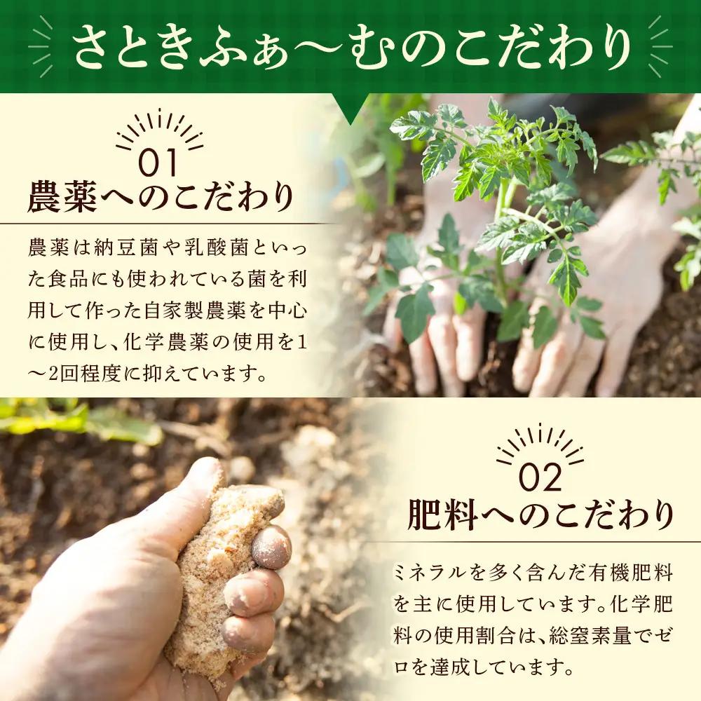 【先行予約】旭川のおまかせ野菜セット(トマト2kg＋3種以上)(2026年7月下旬発送開始) 野菜セット _05910