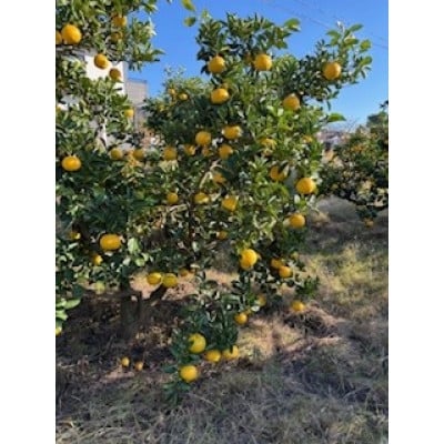 
            八朔10kgご家庭用【1601386】
          